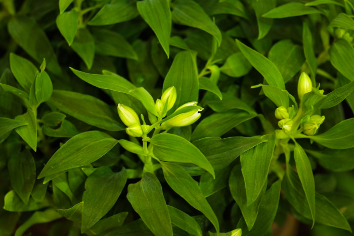 알스트로메리아 - Peruvian lily, lily of the Incas, Alstroemeria hybrida
