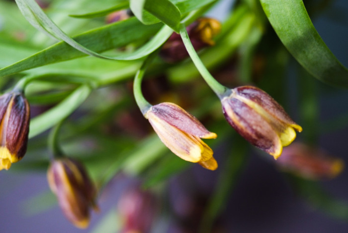 패모 - Fritillaria verticillata var. thunbergii