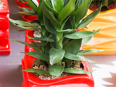 금천죽 사진 - Dracaena Sanderiana Photos