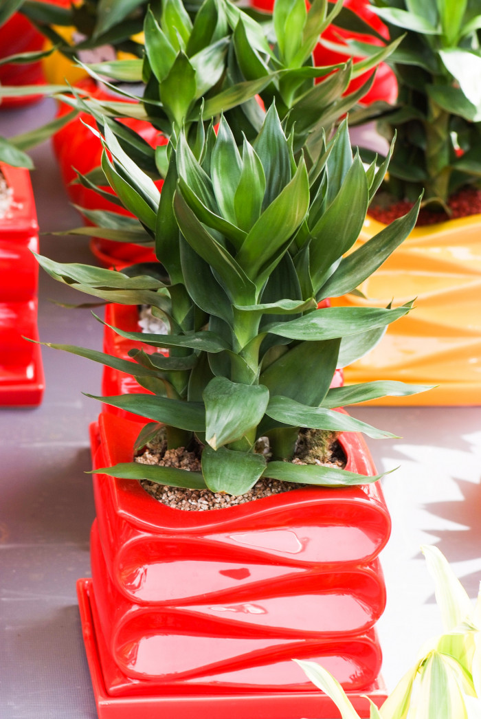 금천죽 - Lotus Bamboo, Dracaena Sanderiana