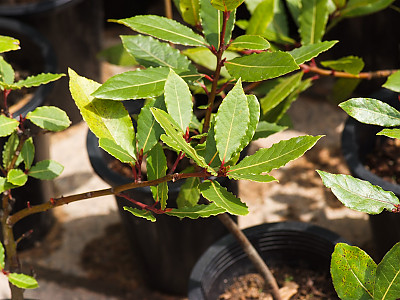 월계수 사진 - Laurus nobilis L. Photos