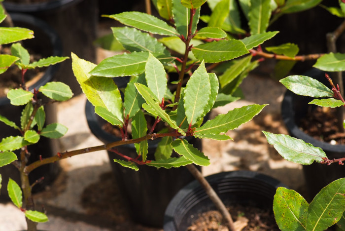 월계수 - Laurus nobilis L.