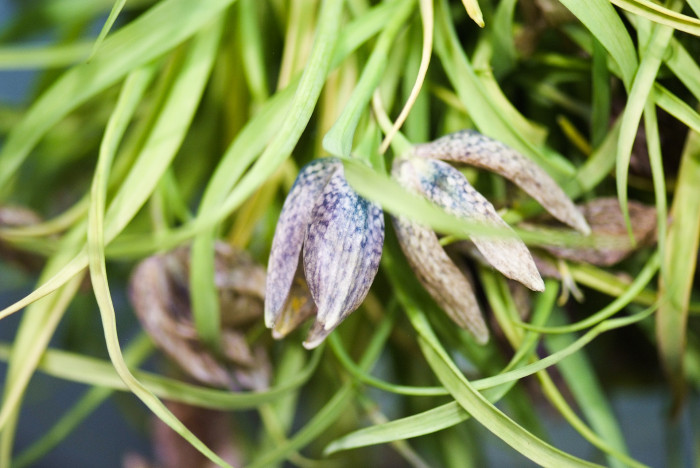 패모 - Fritillaria verticillata var. thunbergii