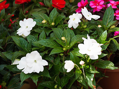 아프리카 봉선화 사진 - Impatiens Photos
