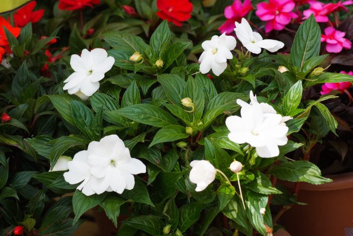 아프리카 봉선화 - Garden impatiens, Impatiens