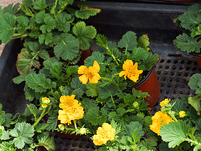 뱀무 사진 - Geum japonicum Thunb. Photos