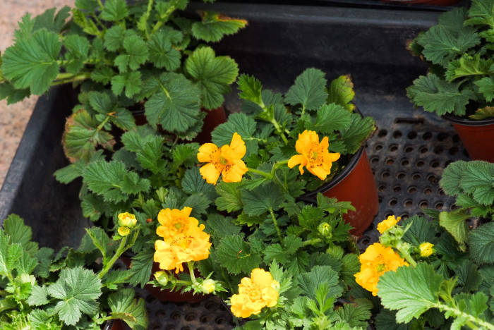 뱀무 - Geum japonicum Thunb.