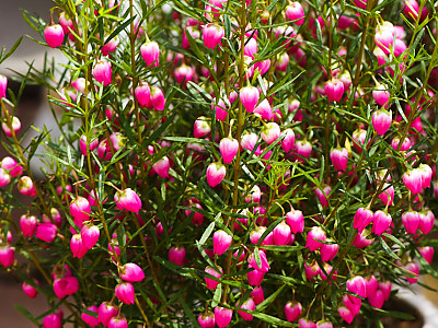 보로니아 헤테로필라 사진 - Boronia heterophylla Photos