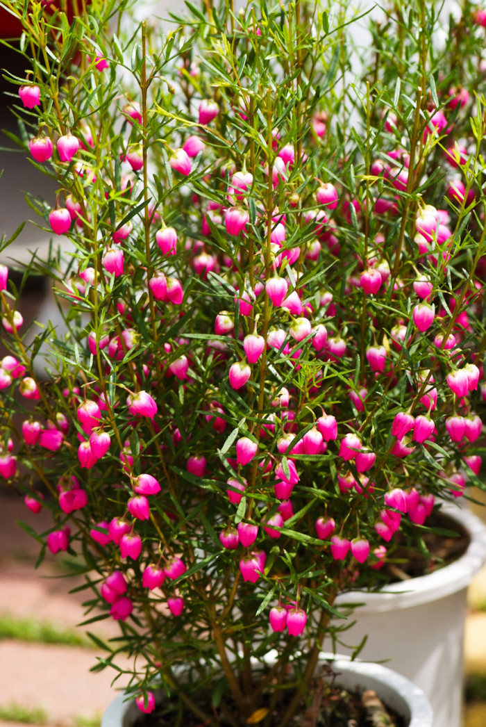 보로니아 헤테로필라 - Red Boronia, Boronia heterophylla