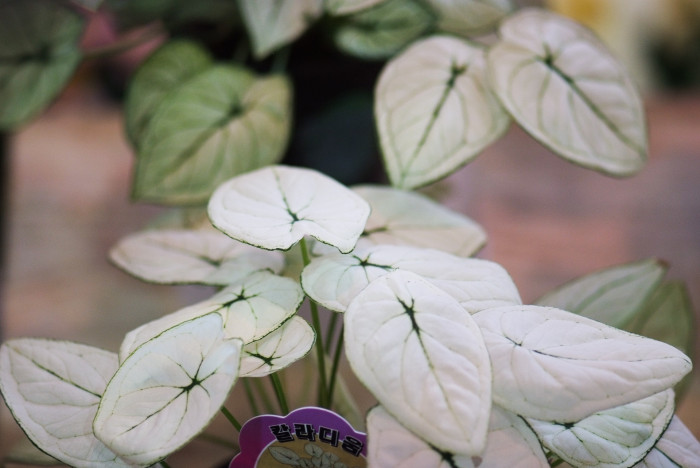 칼라디움 - Caladium, Caladium spp.