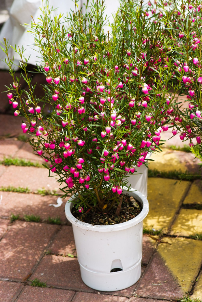 보로니아 헤테로필라 - Red Boronia, Boronia heterophylla