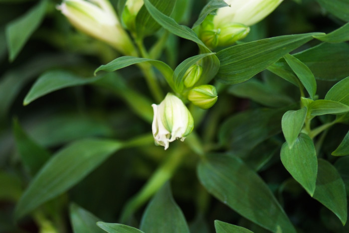 알스트로메리아 - Peruvian lily, lily of the Incas, Alstroemeria hybrida