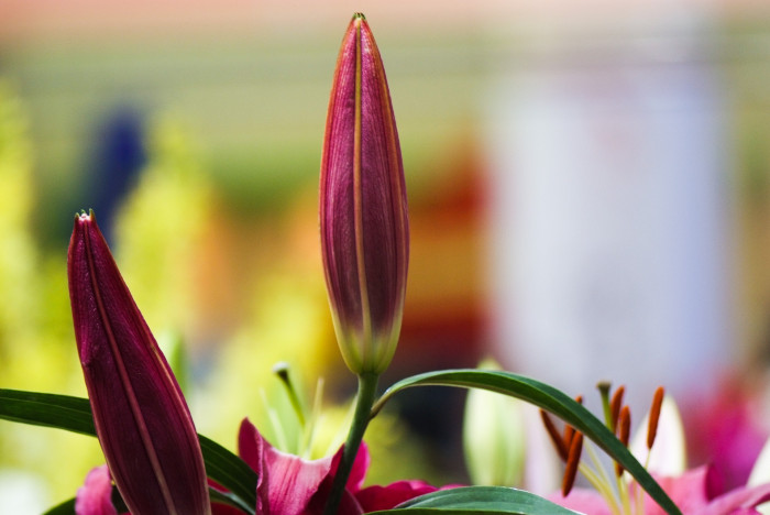 백합 - Lily, Lilium longiflorum Thunb.