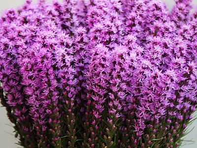리아트리스 사진 - Liatris pycnostachya Michx. (L. spicata Willd.) Photos