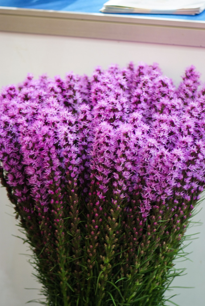리아트리스 - Gayfeather, Cattail gayfeather, Kansas gayfeather, Liatris pycnostachya Michx. (L. spicata Willd.)