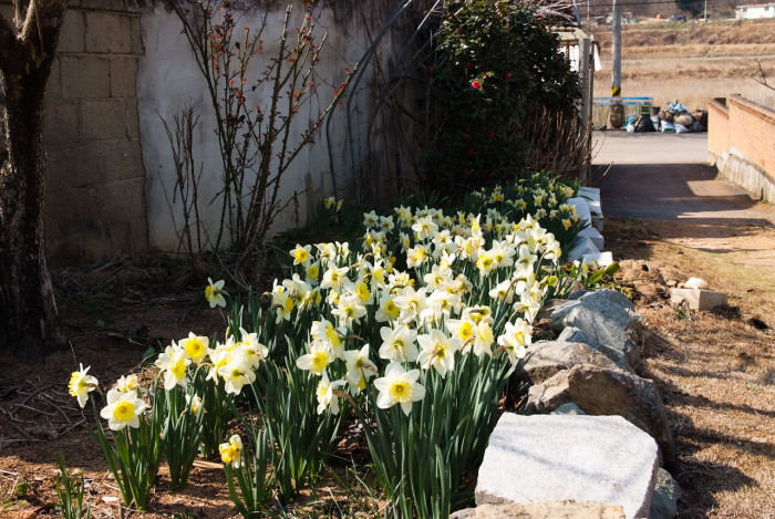 수선화 - daffodil, Narcissus tazetta var. chinensis