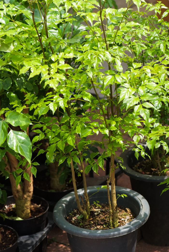 녹보수 - China Doll, Serpent Tree, Emerald Tree, Radermachera sinica