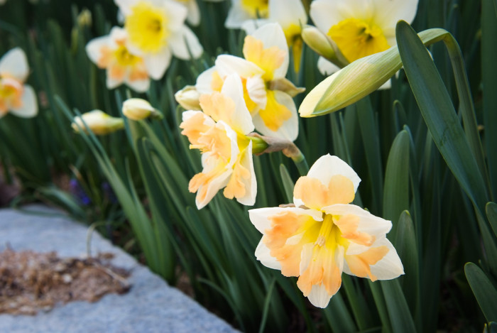 수선화 - daffodil, Narcissus tazetta var. chinensis