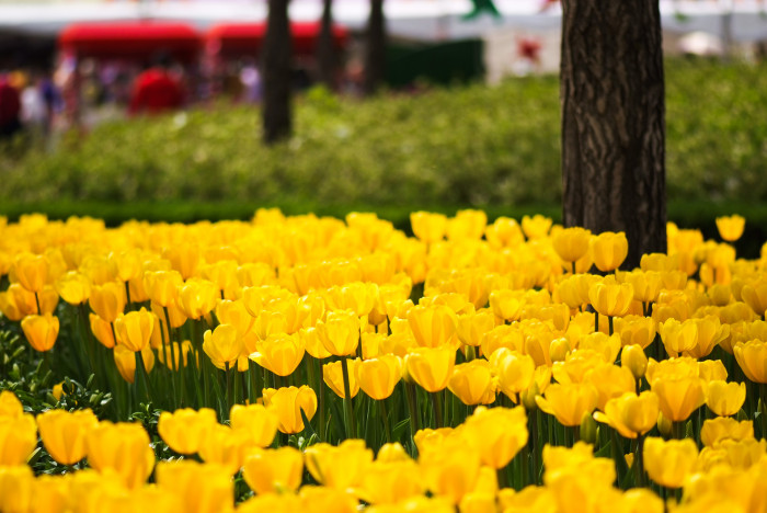 튤립 - Tulip, Tulipa gesneriana