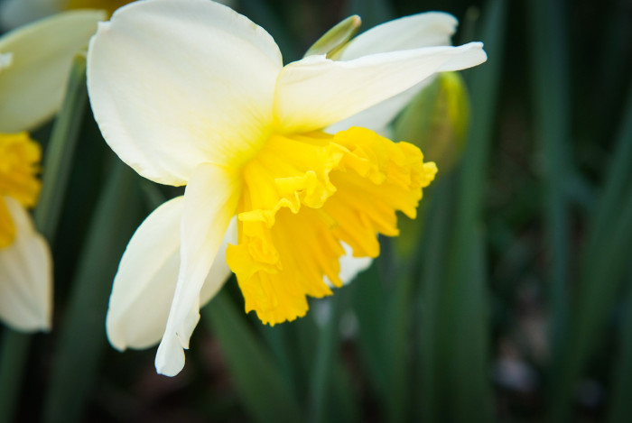 수선화 - daffodil, Narcissus tazetta var. chinensis