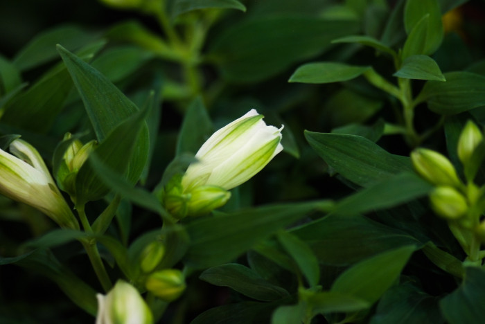 알스트로메리아 - Peruvian lily, lily of the Incas, Alstroemeria hybrida