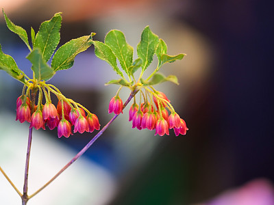 등대꽃 사진 - Enkianthus campanulatus  Photos