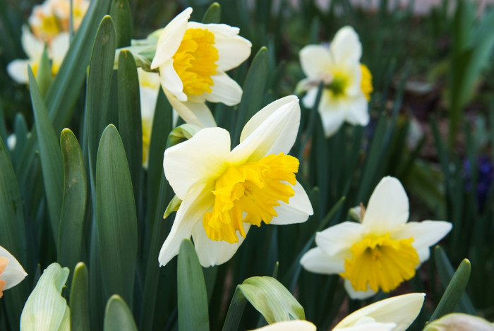 수선화 - daffodil, Narcissus tazetta var. chinensis