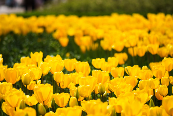 튤립 - Tulip, Tulipa gesneriana