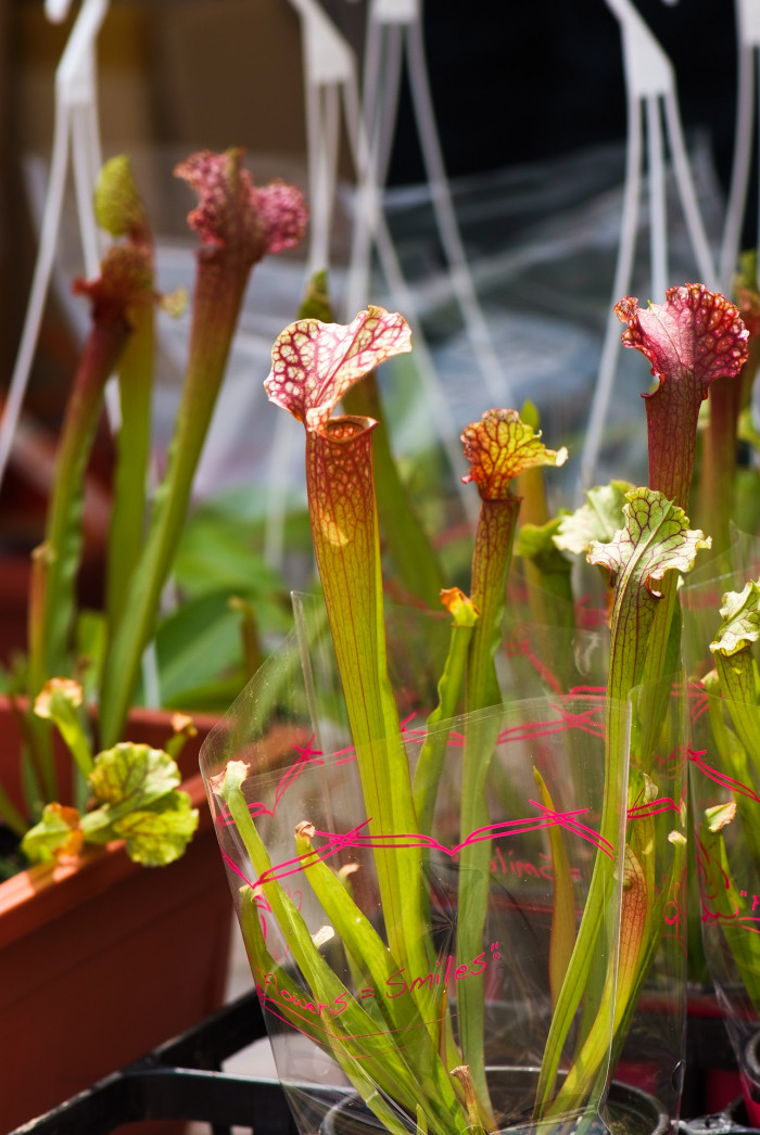 사라세니아 - rubra, Sarracenia