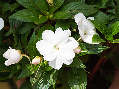 아프리카 봉선화 사진 - Impatiens Photos