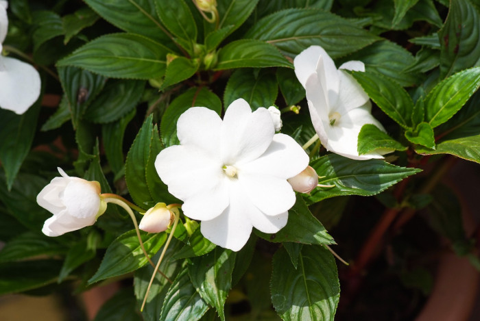 아프리카 봉선화 - Garden impatiens, Impatiens