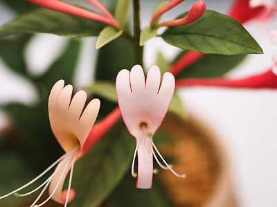 붉은인동 사진 - Lonicera periclymenum L. Photos