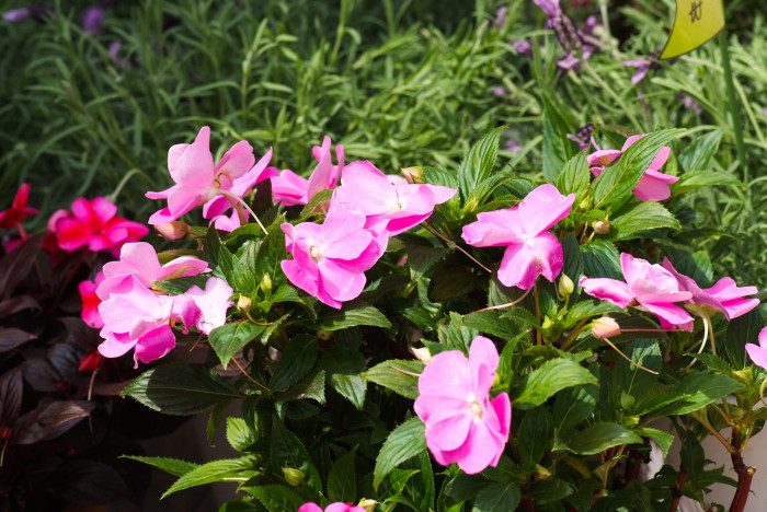 아프리카 봉선화 - Garden impatiens, Impatiens