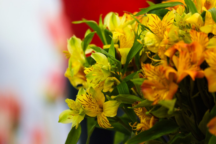 알스트로메리아 - Peruvian lily, lily of the Incas, Alstroemeria hybrida