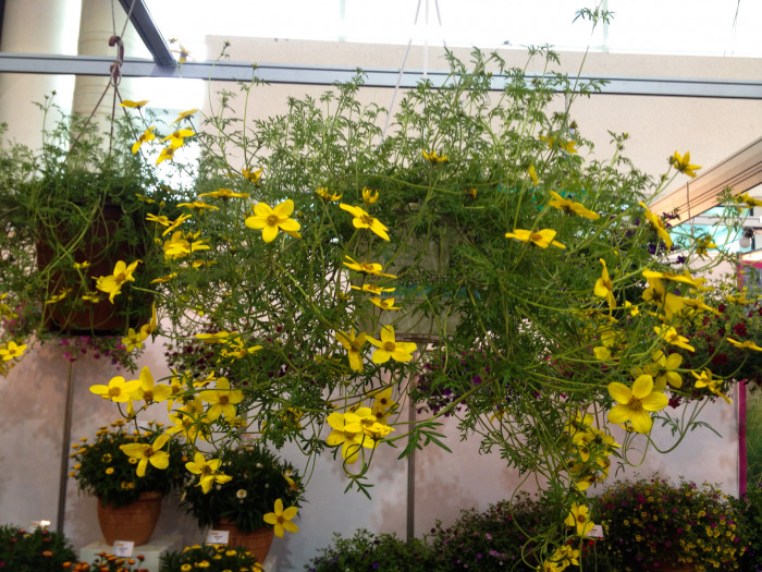 썬빔 - Sunbeam, Coreopsis verticillata Sunbeam