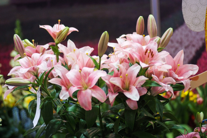 백합 - Lily, Lilium longiflorum Thunb.