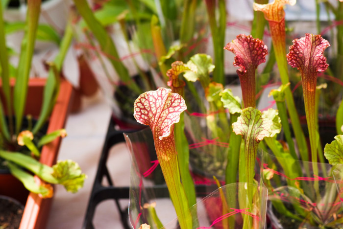사라세니아 - rubra, Sarracenia