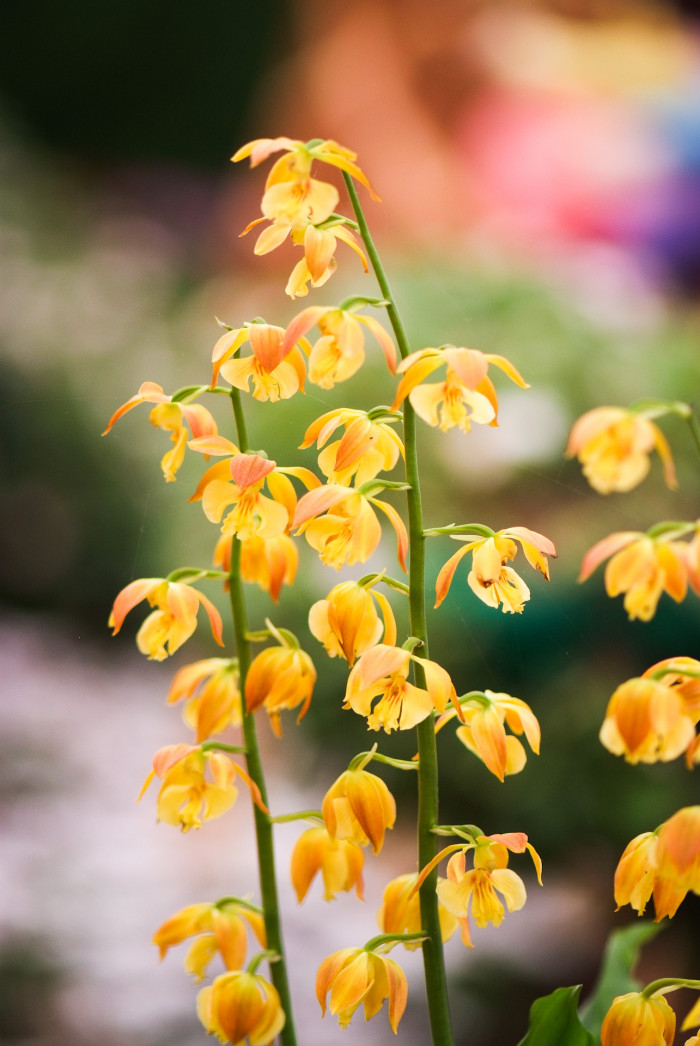 새우난초 - Calanthe discolor Lindl.