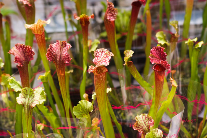 사라세니아 - rubra, Sarracenia