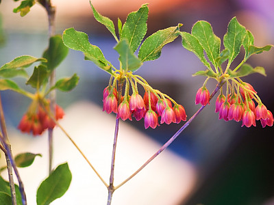 등대꽃 사진 - Enkianthus campanulatus  Photos