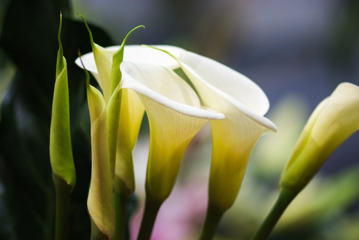 칼라 - calla, Zantedeschia aethiopica