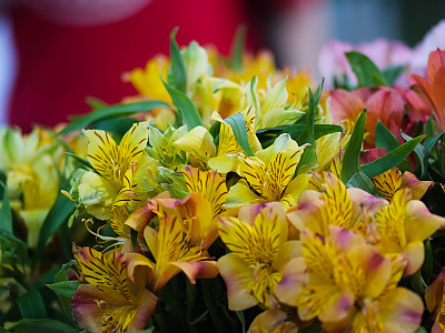 알스트로메리아 사진 - Alstroemeria hybrida Photos