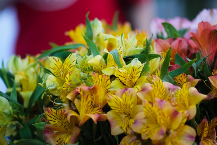 알스트로메리아 - Peruvian lily, lily of the Incas, Alstroemeria hybrida