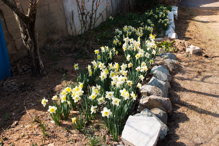 수선화 - daffodil, Narcissus tazetta var. chinensis