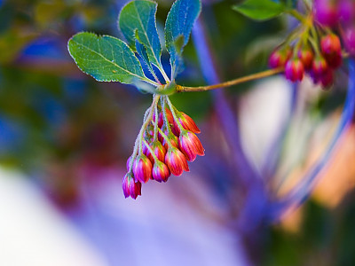 등대꽃 사진 - Enkianthus campanulatus  Photos