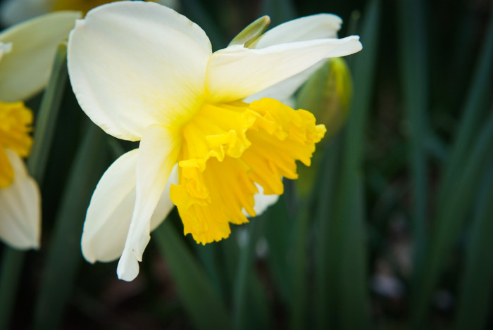 수선화 - daffodil, Narcissus tazetta var. chinensis