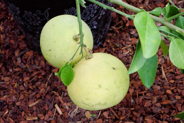 스윙글 - Citrumelo Swingle, Citrus paradisi