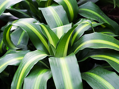 드라세나 자넷크레이그 사진 - Dracaena deremensis \'Janet Craig\' Photos