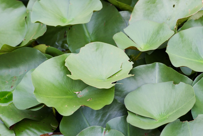 수련 - Nymphaea tetragona var. angusta