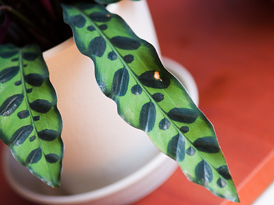 칼라데아 인시그니스 사진 - Calathea insignis Photos
